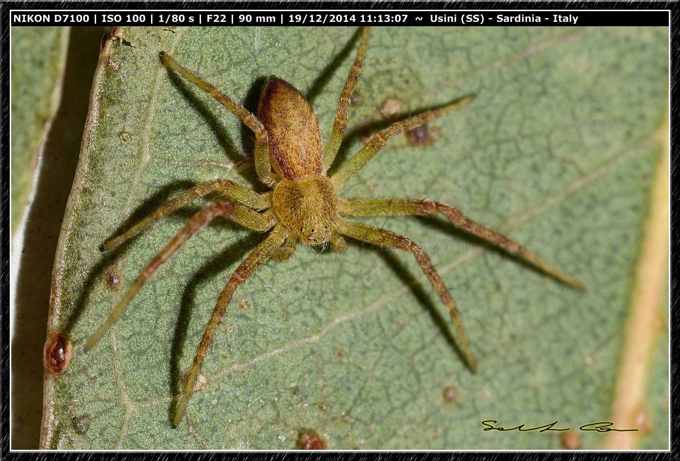 Philodromus sp. - Usini (SS)